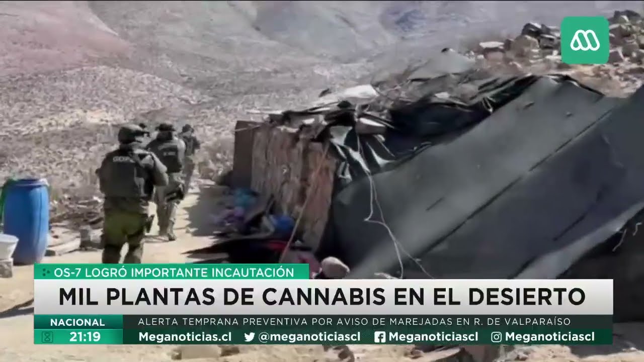 Incautan mil plantas de cannabis en el desierto de Atacama