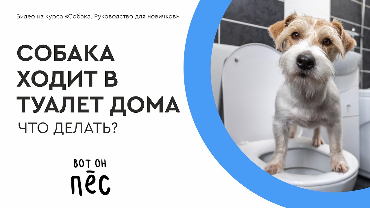Как отучить от пеленки? Советы кинолога