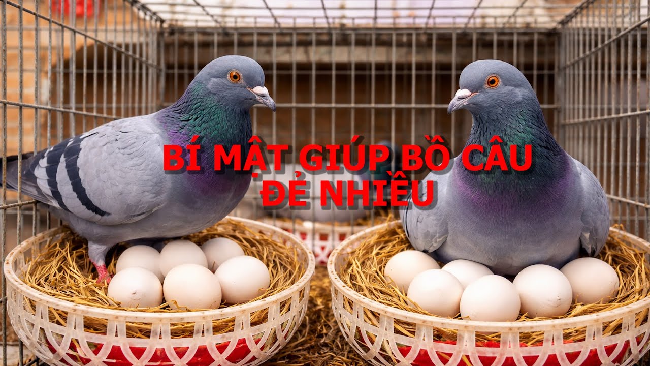 Với Câu Thần Chú này khi cho ăn giúp Bồ Câu đẻ nhiều, nuôi con mau lớn, mập khỏe | Nông dân làm giàu