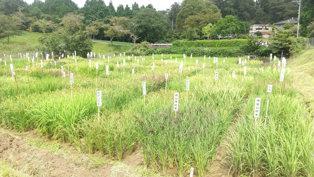 140種の在来稲が育つ田んぼ（猪谷富雄さんの解説つき）