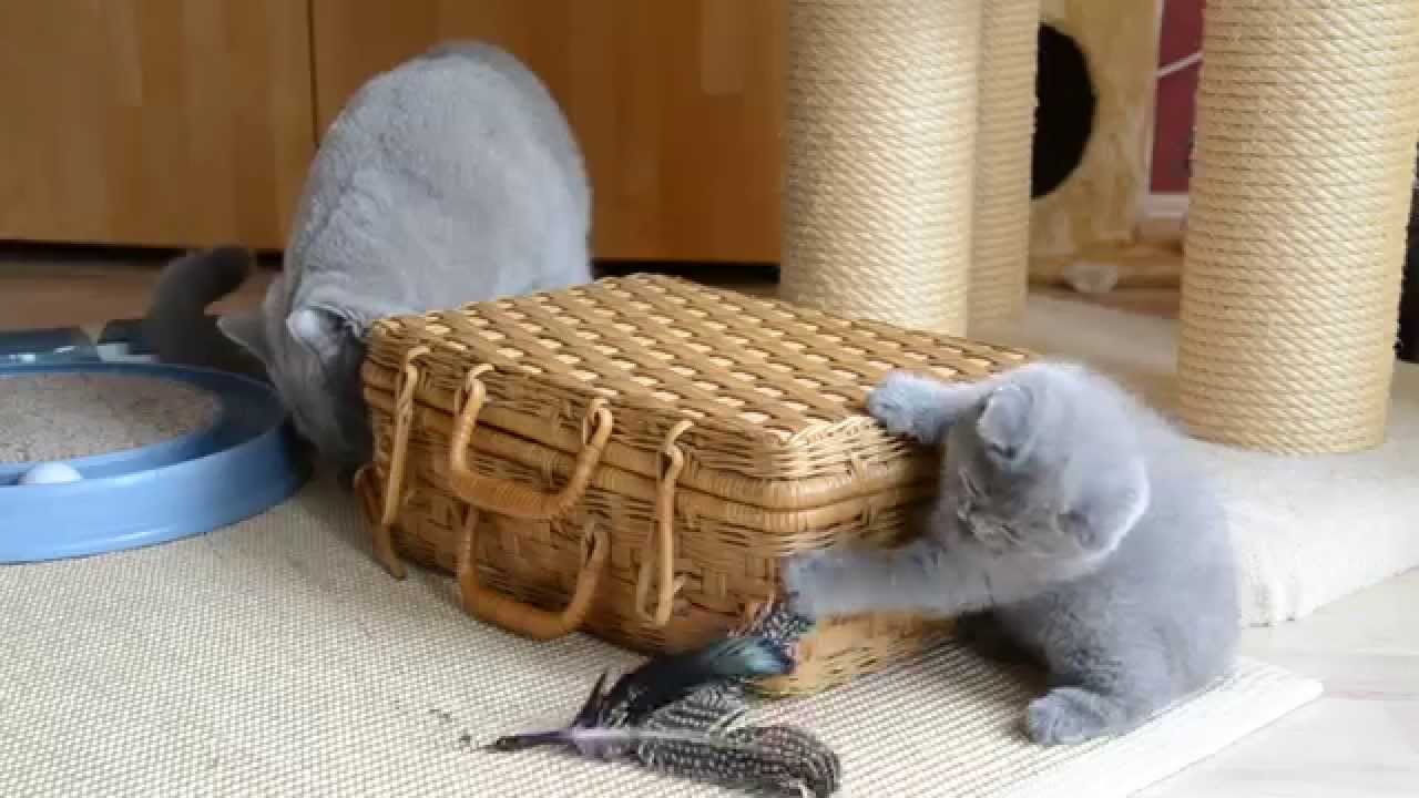 British Shorthair Cat and Kittens