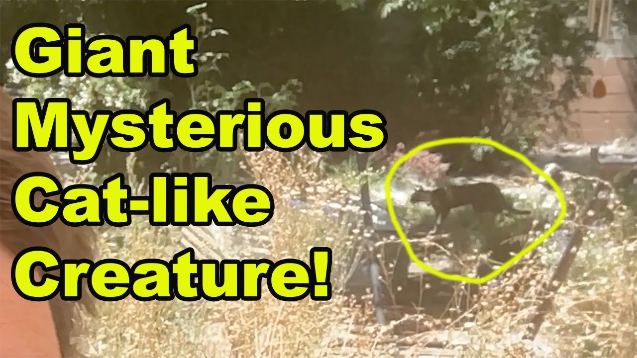 Giant Mysterious Cat like Creature Passes Behind Me!