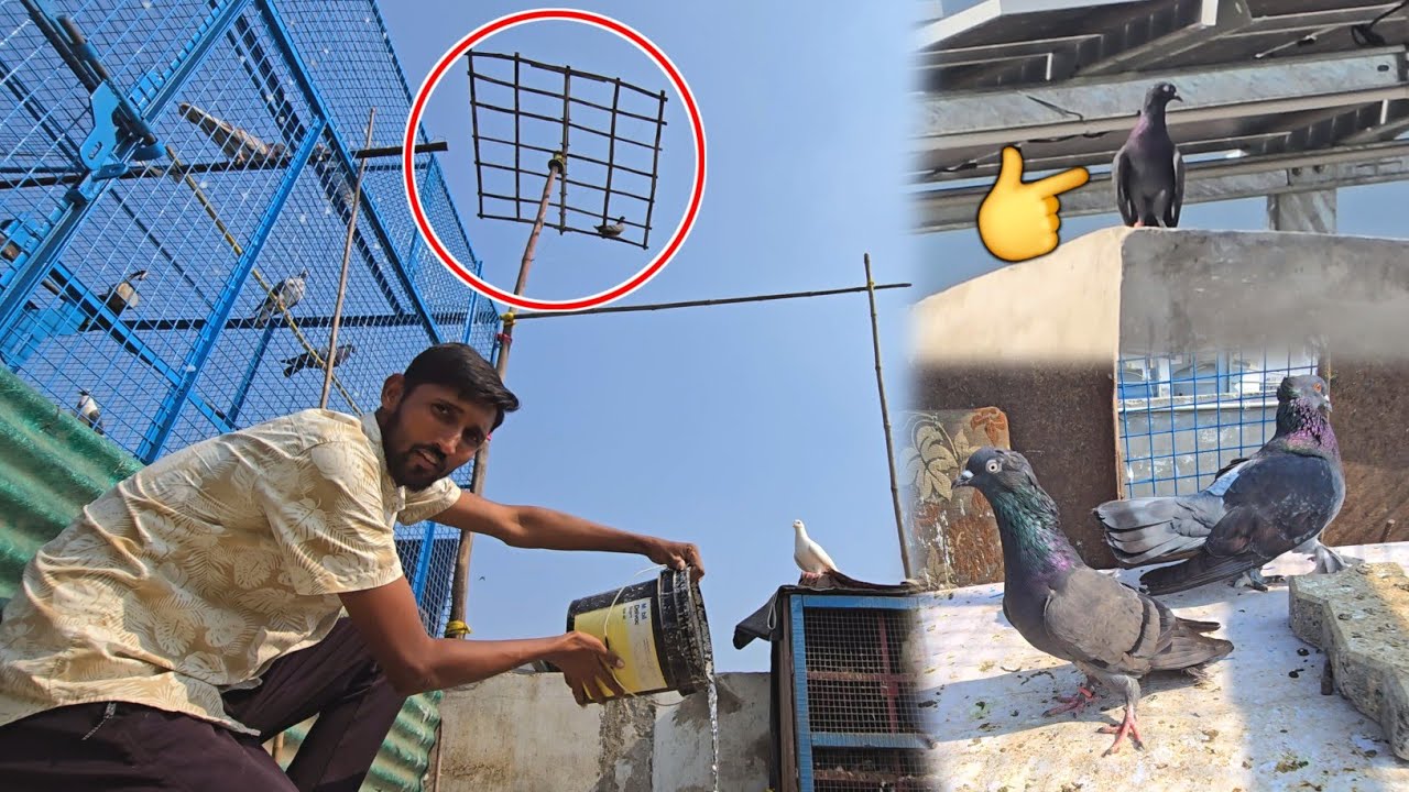 New Loft Banne Ke Baad Me Pehla Kabootar Pakda 🤪