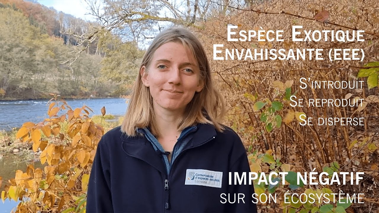 ASK : les espèces exotiques envahissantes, qu'est-ce que c'est ?