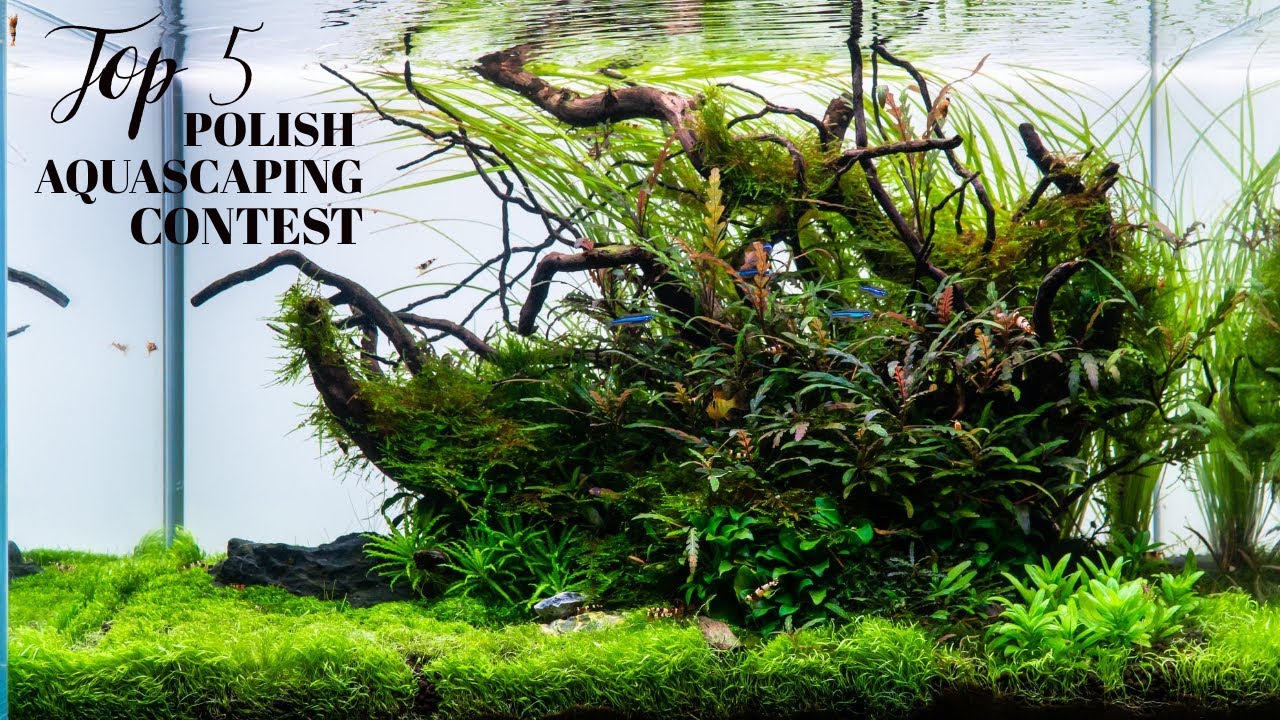 Jak zająłem 5 miejsce w POLISH AQUASCAPING CONTEST
