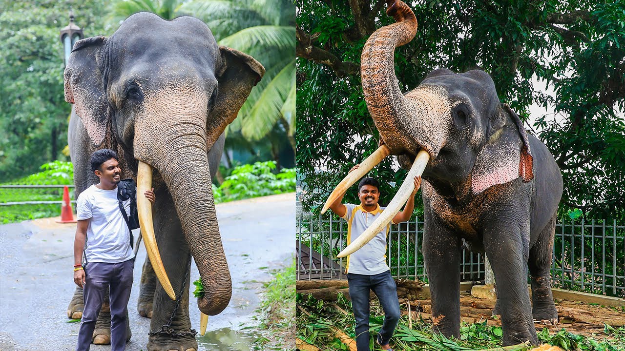 Sinharaja | සිංහරාජා  🥰❤️