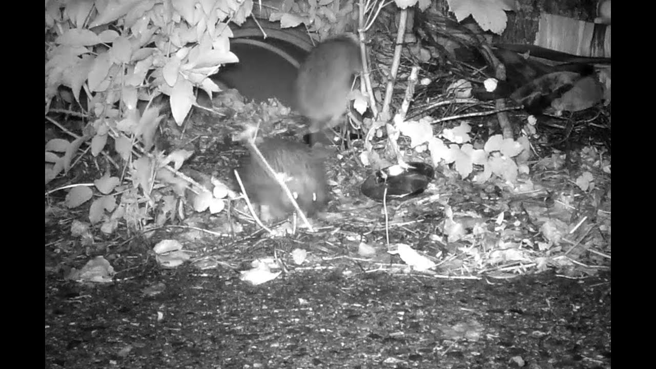 Hedgehog Warns Off Rat