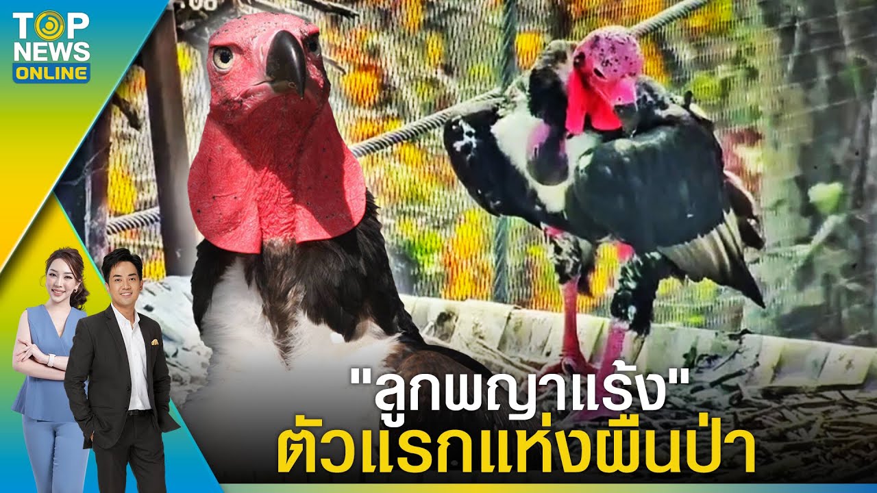 ห้วยขาแข้งโชว์ 