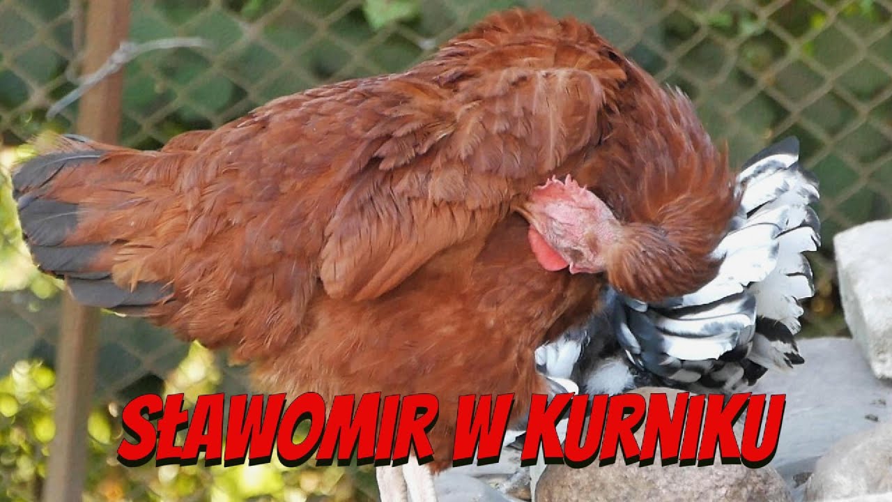 Sławomir w kurniku - kura robi kudkudak kogut pieje kaczka kwacze - sierpień 2025