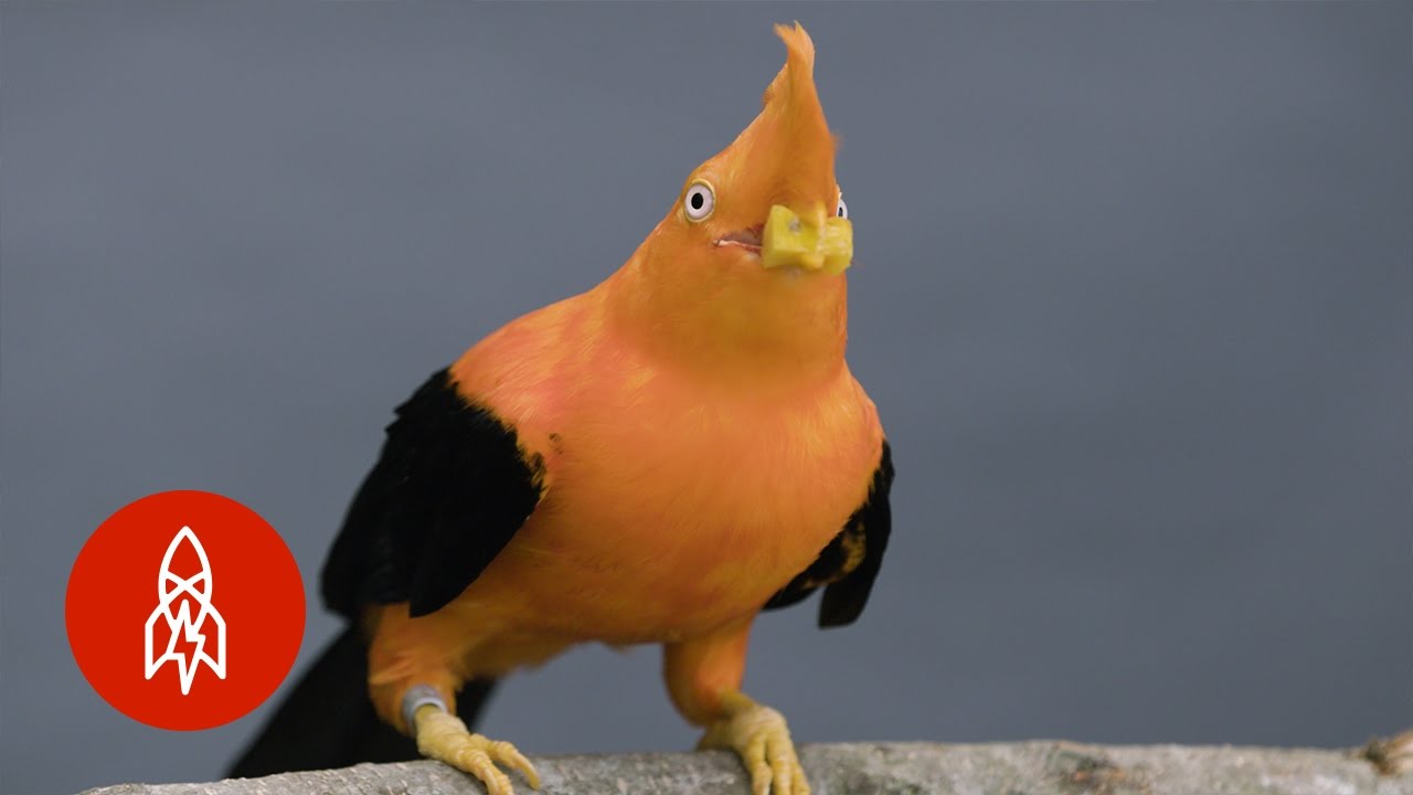 Behold the Colorful Plumage of Peru&rsquo;s National Bird