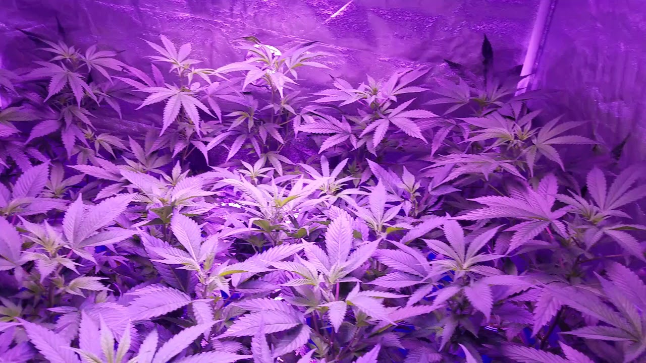 Viparspectra LED Lime OG x Purple WhichCraft, OG Kush, and many more