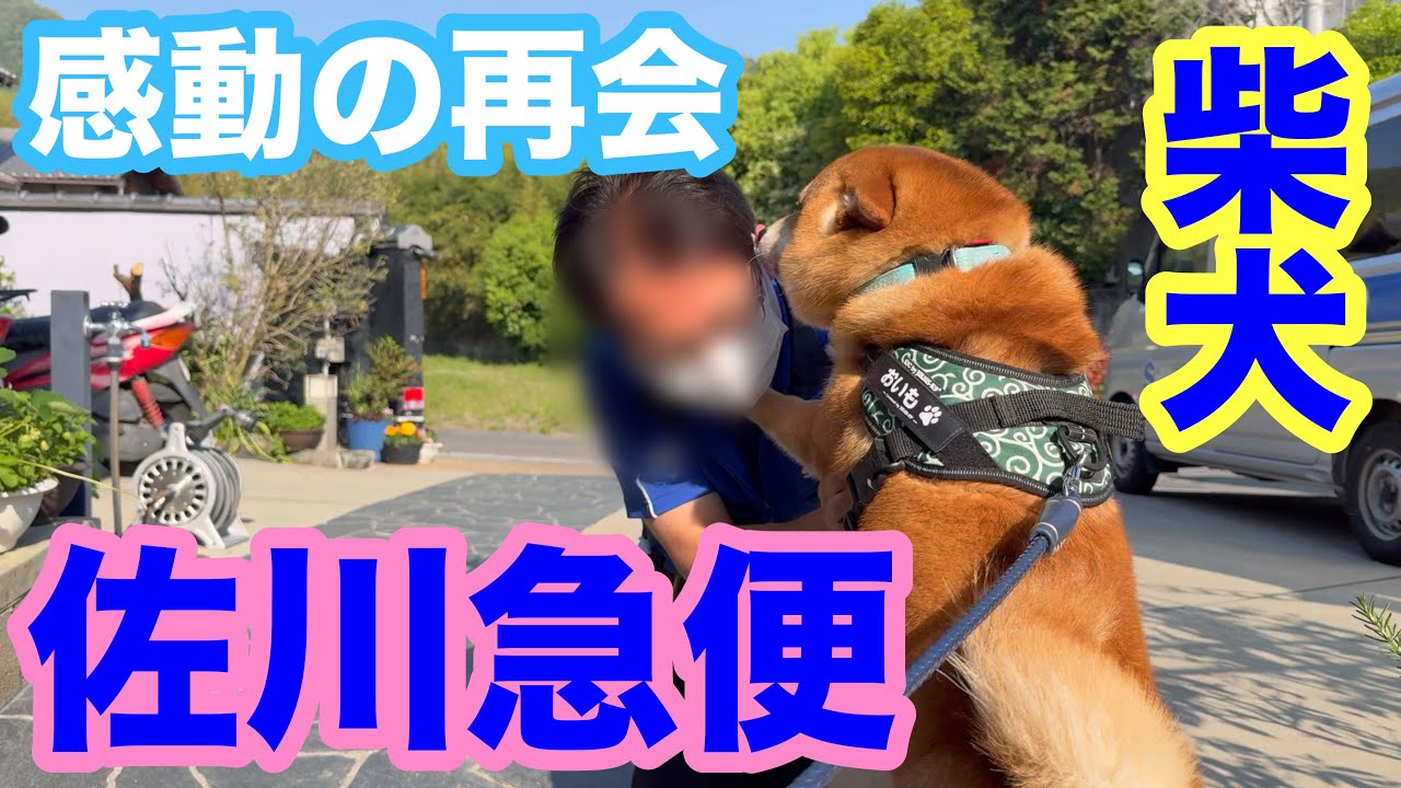 【柴犬】佐川急便さん復帰！前世で一緒だった？！相思相愛