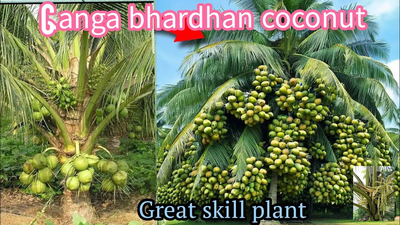 Ganga bhardhan coconut plent skill plant all over India online delivery