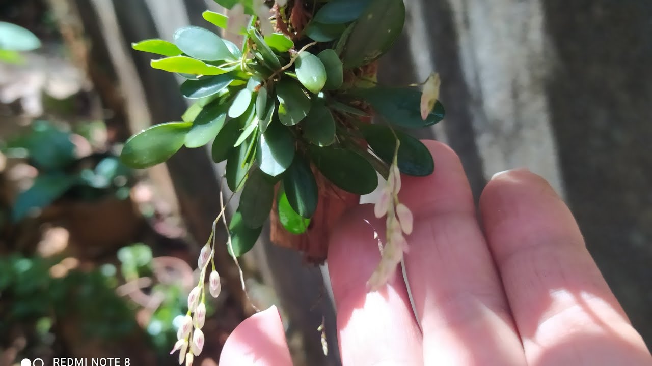 Pleurothallis grobyi #microorquidea