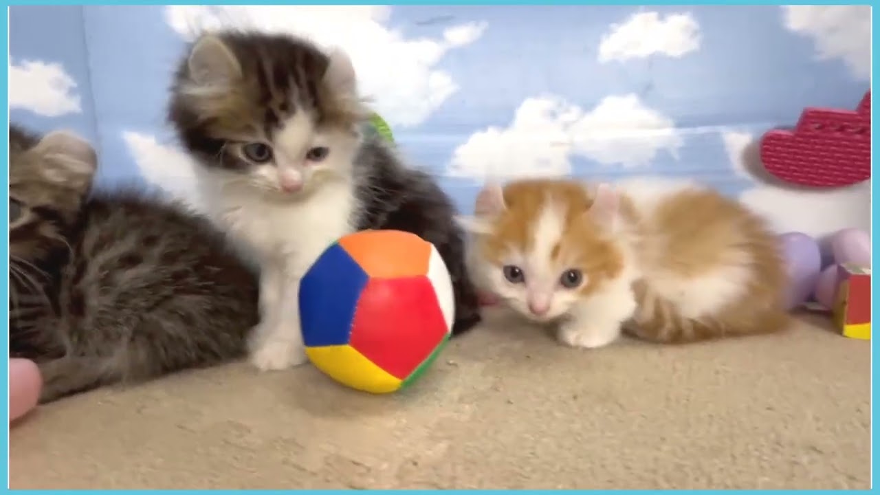 750805 キンカロー