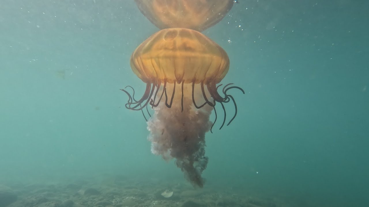 Pacific Sea Nettle Jellyfish
