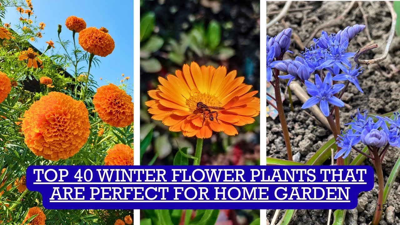 Top 40 Winter Blooming Flower Plants For Pots, Balconies, Terraces & Home Garden 2025 #flowergarden