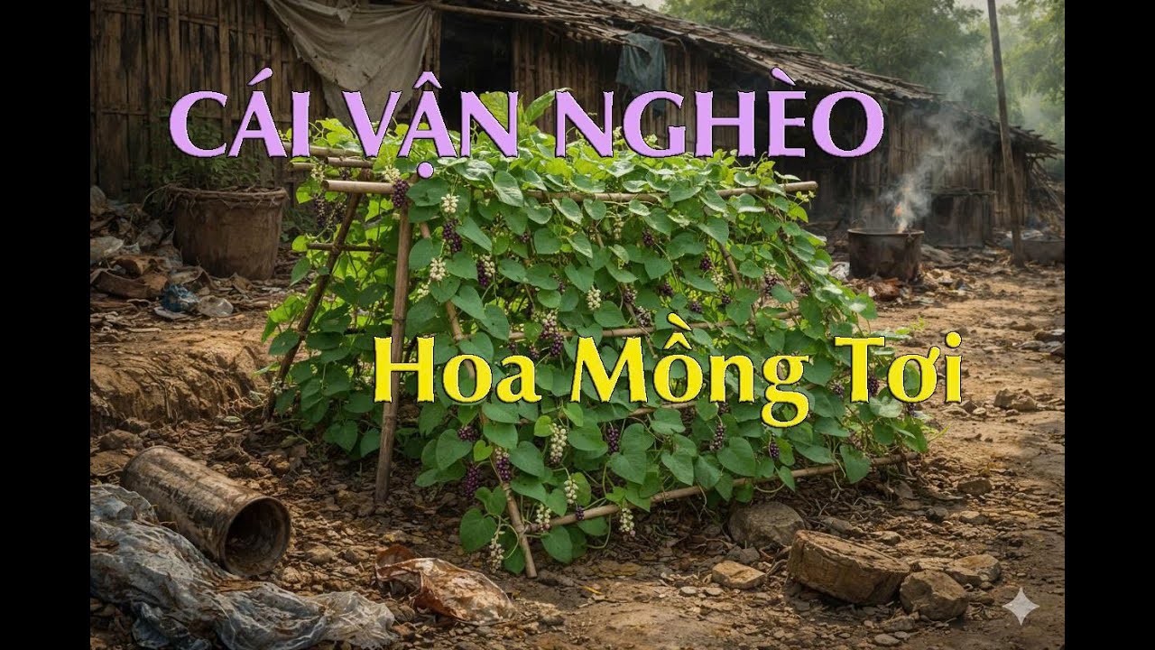 36. Cái Vận Nghèo -- Hoa Mồng Tơi