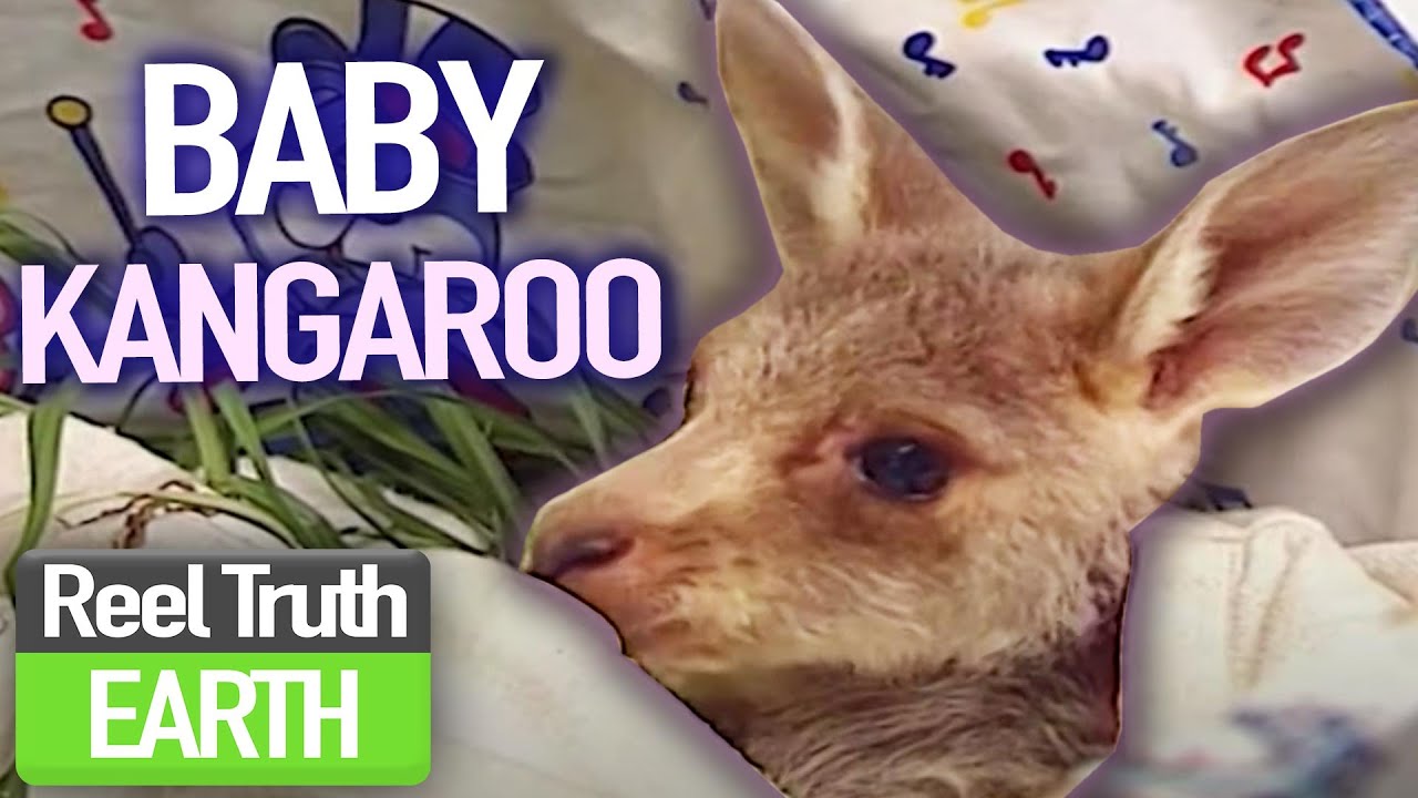 Raising a Orphaned BABY Kangaroo | A Joey Called Jack | Animal Documentary | Reel Truth Earth