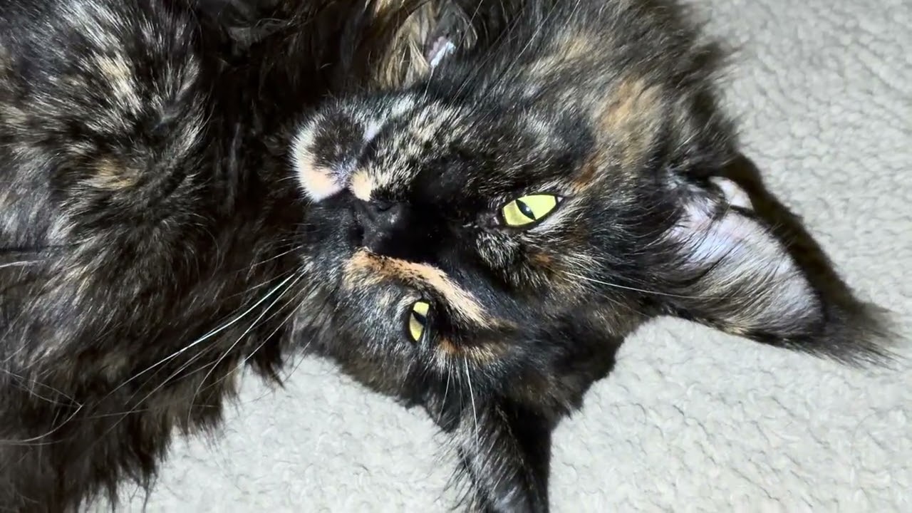 Cat need to take some shower 😅 [ Nala Swedish Cat ] 