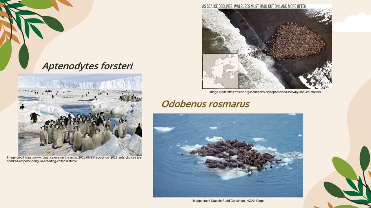 IB Biology Topic D4.3 Climate change