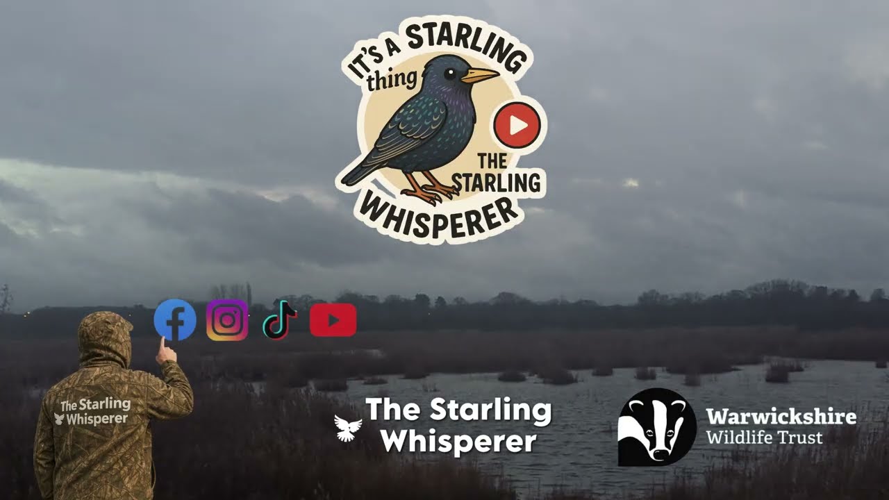 Bram Vs Starlings..   Storm Bram Starling Murmuration #starling #murmuration #birds #fyp