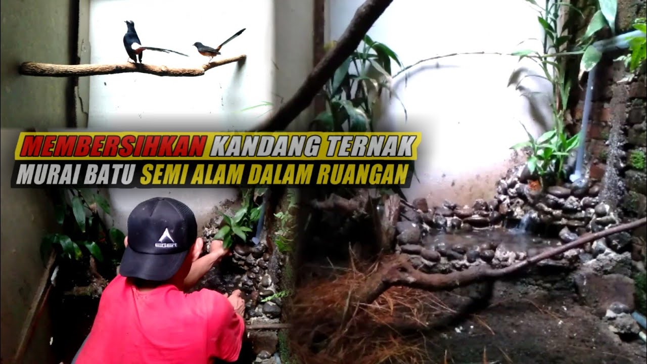MEMBERSIHKAN || kandang ternak murai batu semi alam dalam ruangan