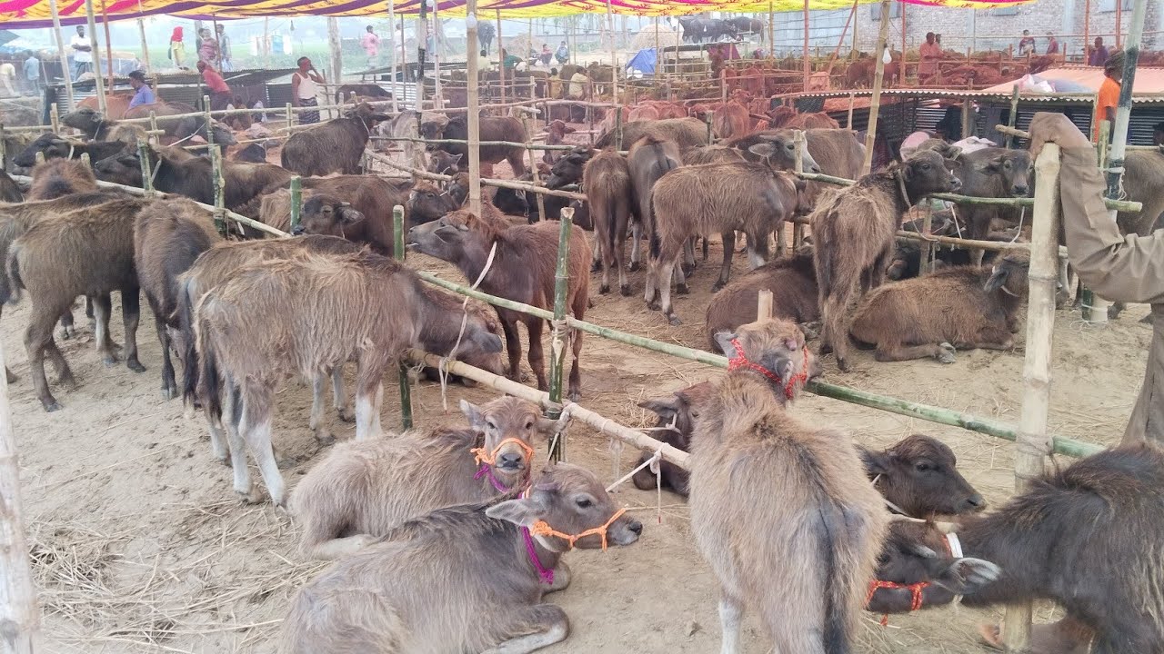 ২৮ মার্চ ২০২৪ হাজার হাজার বাচ্চা মহিষ ও মিডিয়াম মহিষ তবে ক্রেতা শূন্য মেলা।