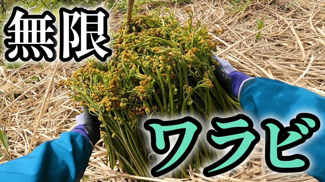 【北海道】終わりが見えないワラビ採りと危険生物