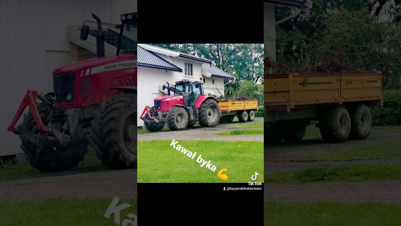 Byczek też swoje wypić musi #traktor #masseyferguson #forgio #fiona #7499 #frezer #uprawa #zestaw