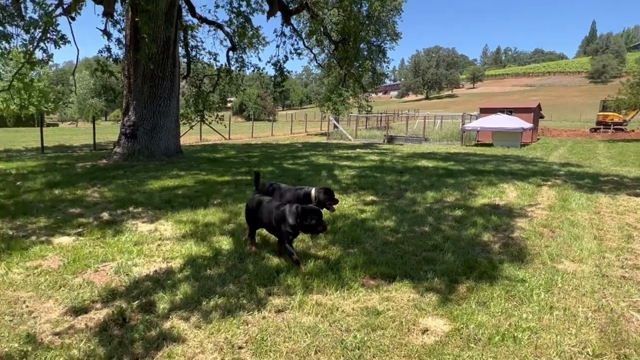 Meet The Pack at GIANT ROTTS KENNEL