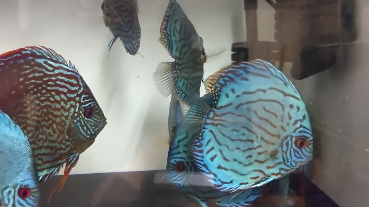 @ 日本のディスカス　Japan discus