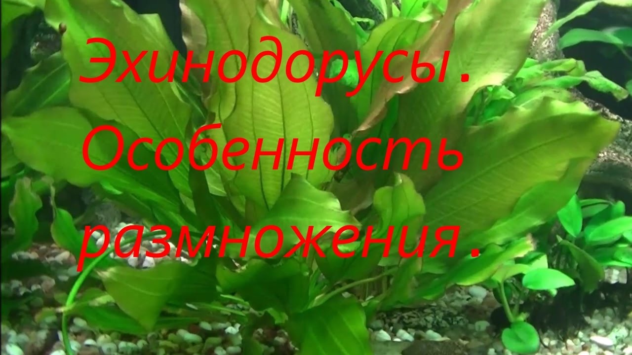 Эхинодорус Розе. Особенность размножения. #Echinodorus rose