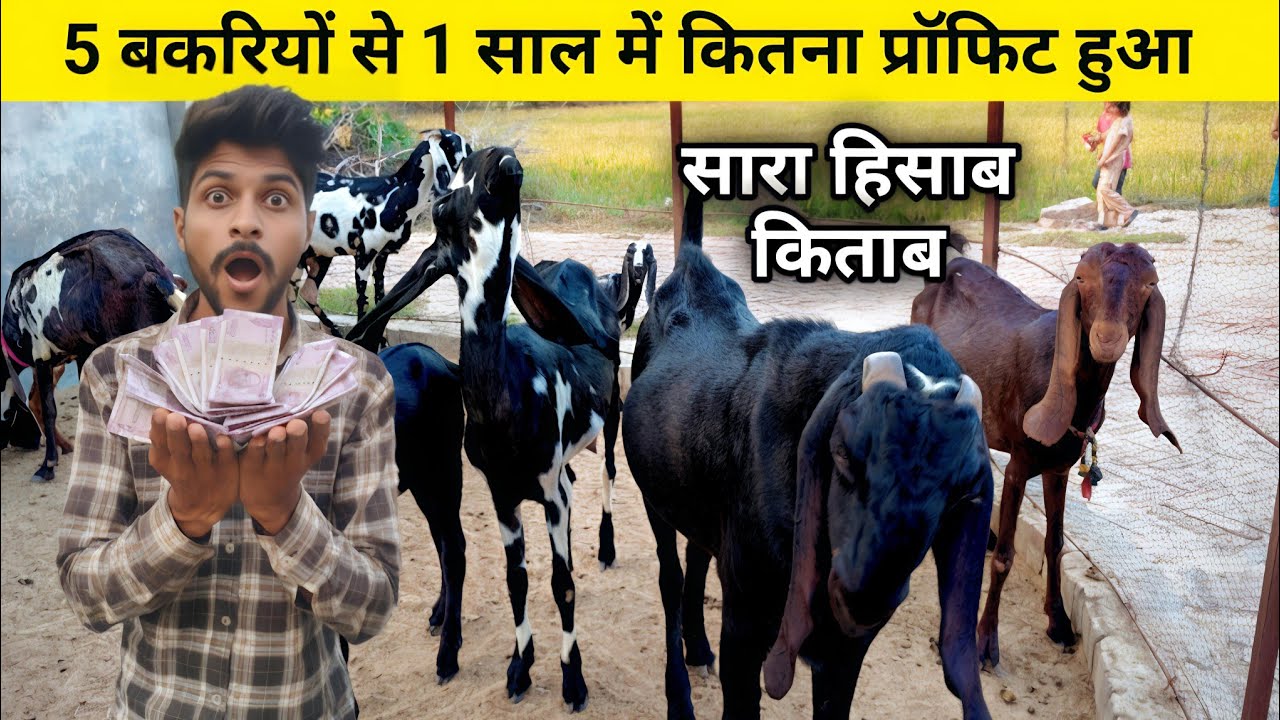 5 Bakriyo Se 1 Saal Me Kitna Profit Hua ? || Bakri Palan Ka Asli Hisab 2025 