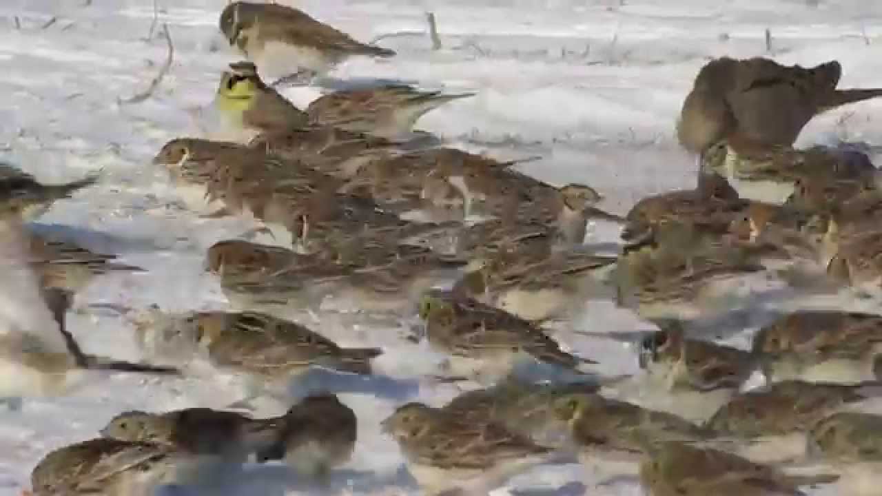 Lapland Longspurs