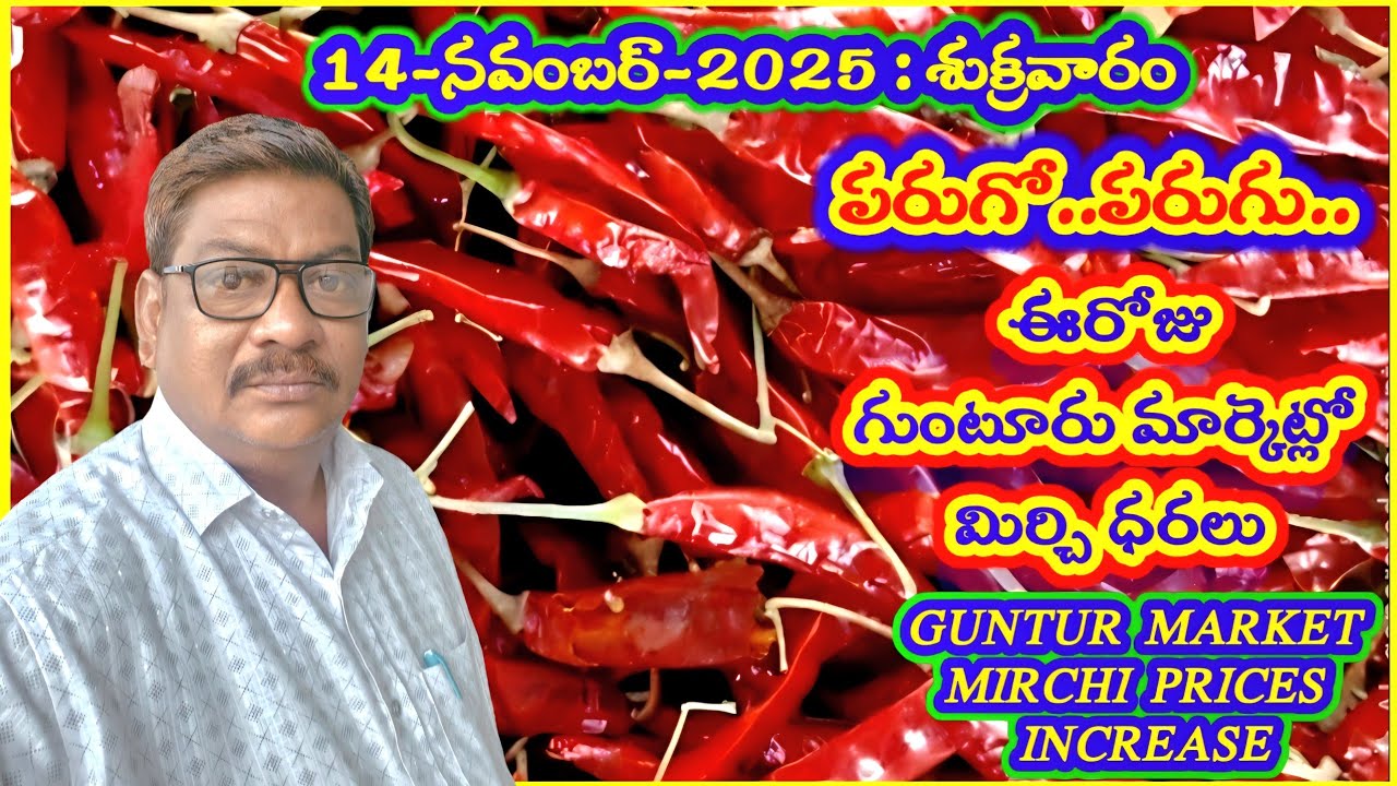14 నవంబర్ 2025 GUNTUR MARKET MIRCHI RATES|గుంటూరు మిర్చి మార్కెట్ ధరలు|గుంటూరు మార్కెట్|GUNTUR YARD