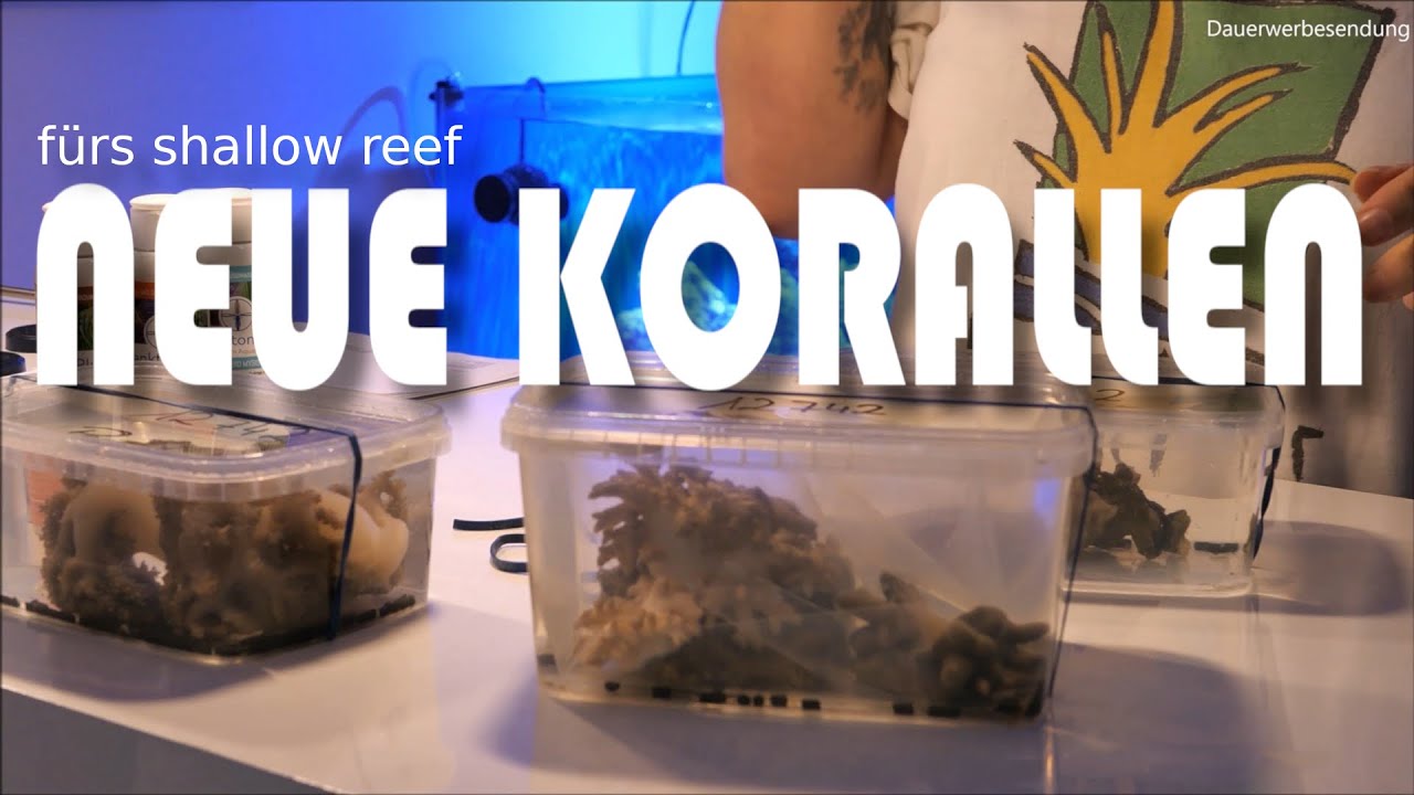 Weichkorallen für das Shallow Reef | NordicMoor | [02/2023]