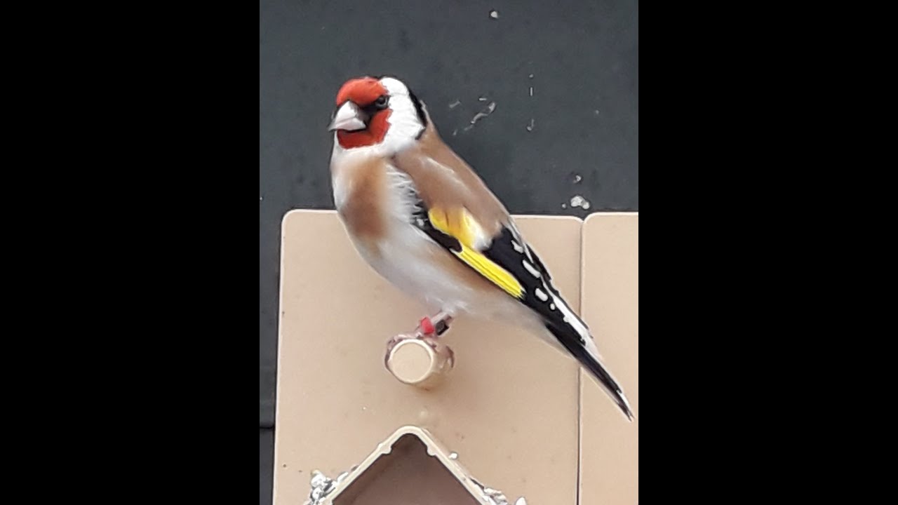 Mijn volière, deel 11, 