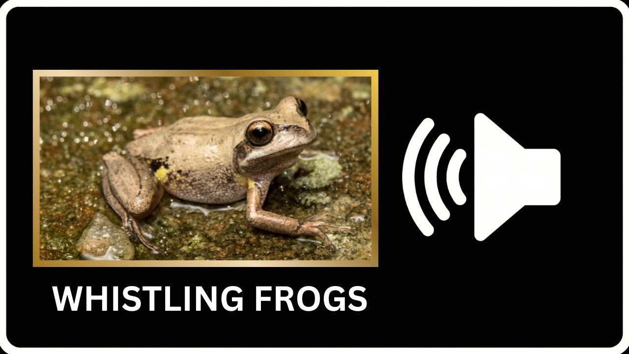 Barbados Sleep sounds rain frogs Calming restful heavy rain on tin roof.