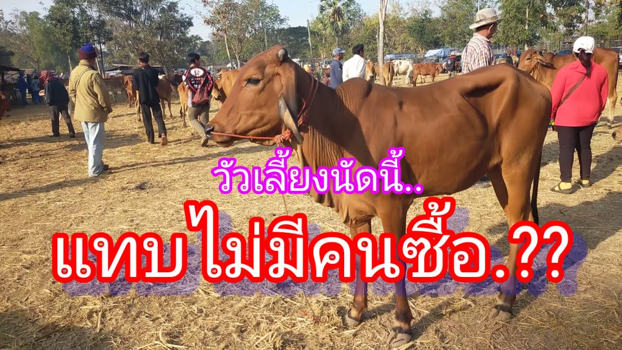 วัวเลี้ยงนัดนี้คนซื้อน้อย แทบไม่มีคนซื้อ ตลาดวัวแยกการชั่ง กันทรลักษ์ 1 กุมภาพันธ์ 68