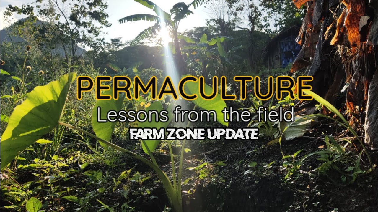 Permaculture - Lessons from the  field | Farm zone update | Quezon, Bukidnon, Philippines