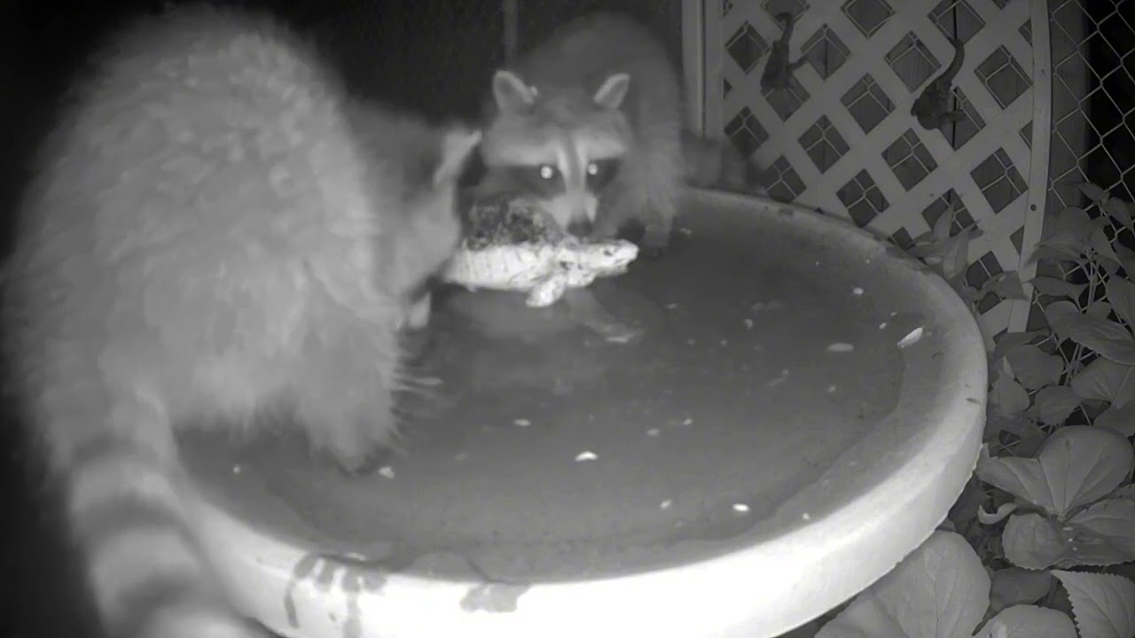 Raccoon Splash Party! | Baby Raccoons Discover Backyard Birdbath