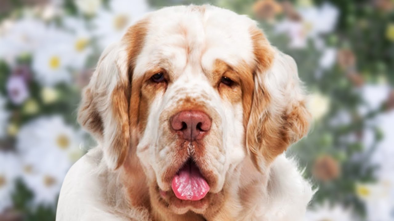 Clumber Spaniel - Top 5 Pros and Cons (Clumber Spaniel Facts)