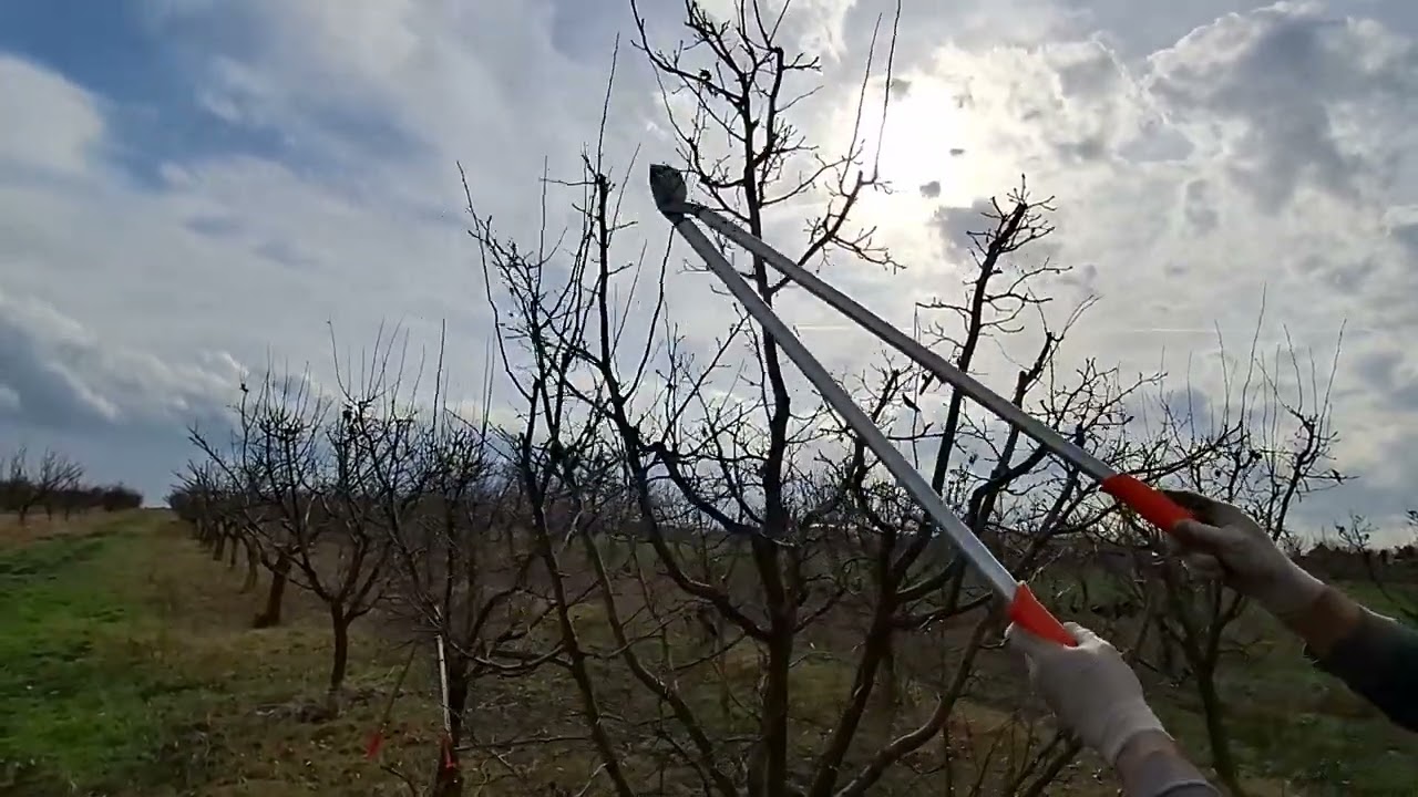 Rezidba dunje, zasad u sedmoj godini starosti