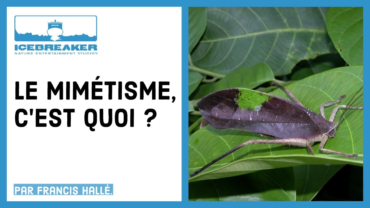 #12: Qu'est-ce que le mimétisme ?