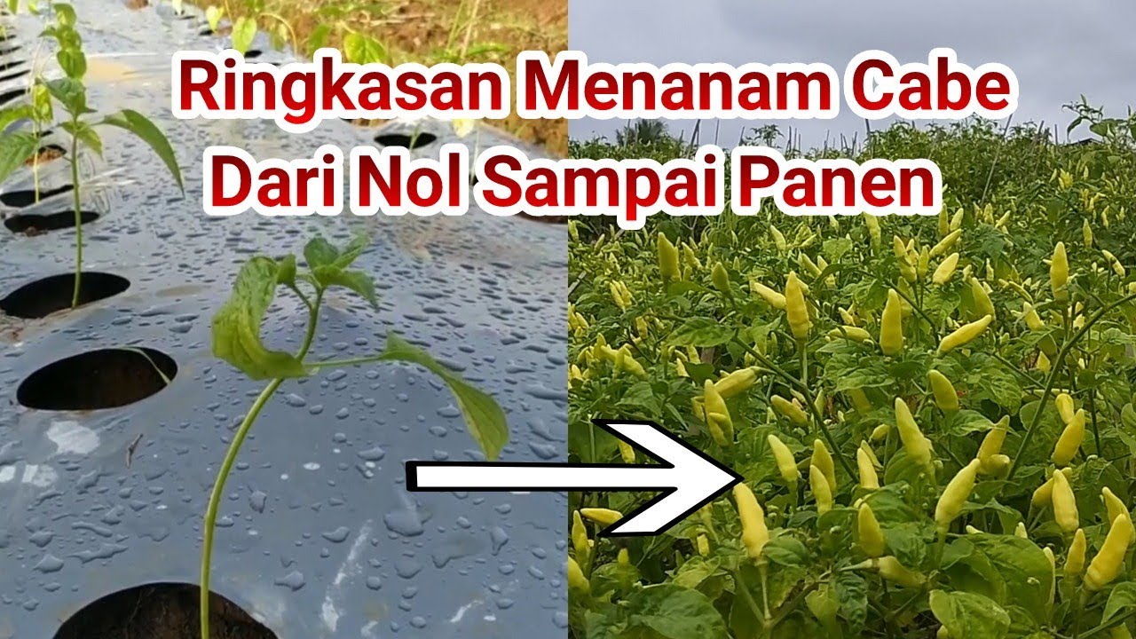 Highlight Menanam Cabe Dari Olah Lahan Sampai Panen Dan berusia 10 Bulan..!!!
