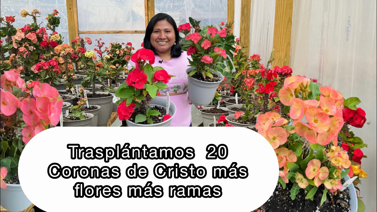 TRASPLANTANDO 20 CORONAS DE CRISTO  Más flores más ramas