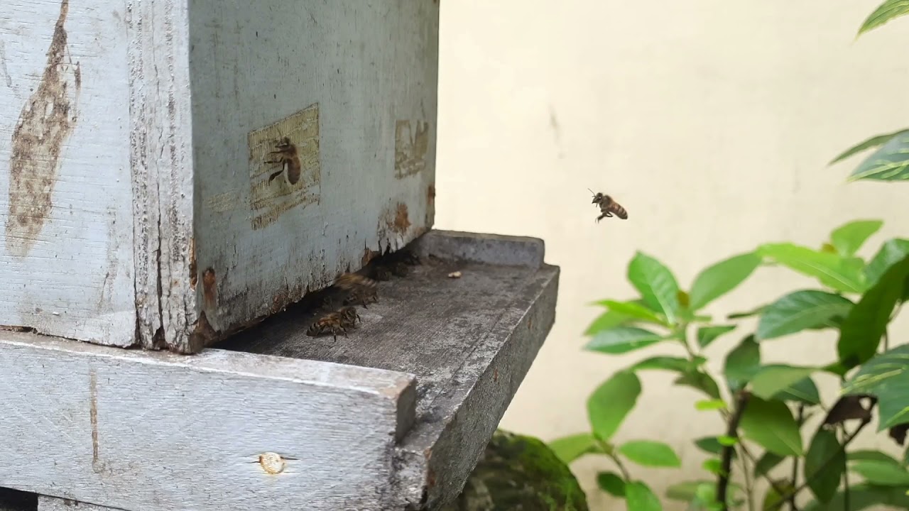 Beekeeping in The Philippines | 12 August 2020