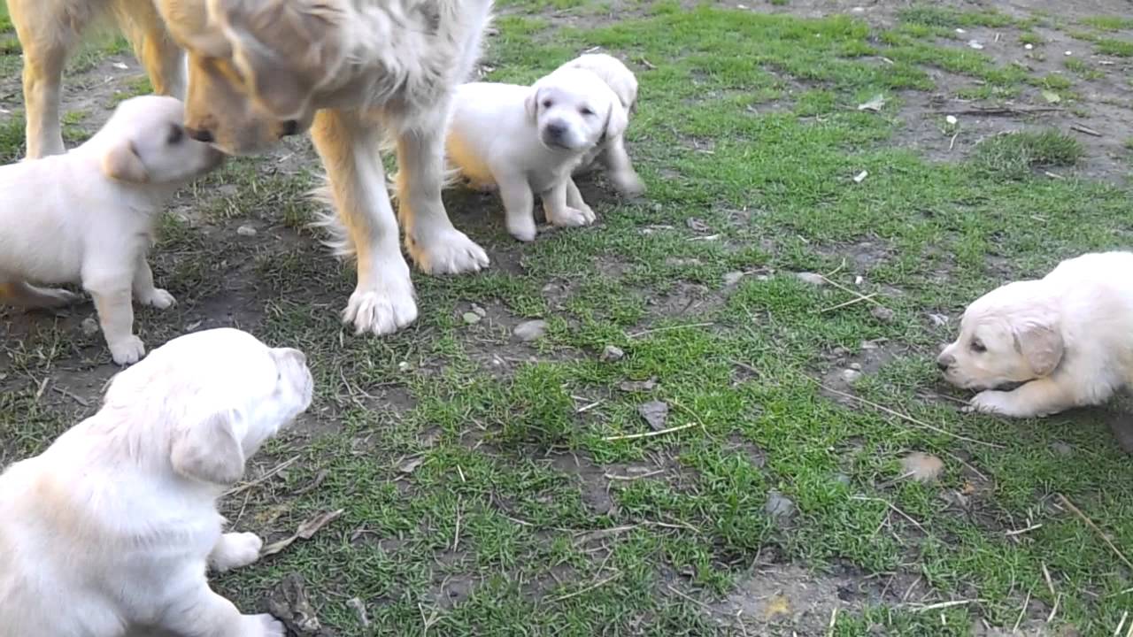&Scaron;tenci zlatnog retrivera