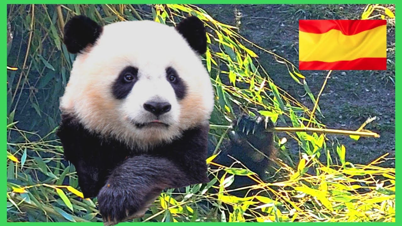 (4K) Zoo Madrid - Ursi Panda - Delfini - Rechini